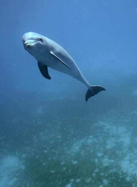 GWD Saintes tursiops truncatus 2012 dec_31.jpg